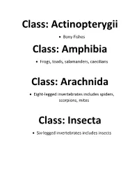 Actinopterygii Class: Amphibia Class: Arachnida Class: Insecta