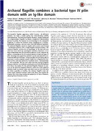 Archaeal Flagellin Combines a Bacterial Type IV Pilin Domain with an Ig-Like Domain