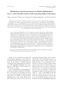 Identification of the Parental Species of a Putative Hybrid Spruce Picea × Notha Using DNA Markers with Contrasting Modes of Inheritance