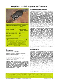 Graphiurus Ocularis – Spectacled Dormouse