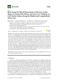 How Long Do Wood Parenchyma Cells Live in the Stem of a Scots Pine (Pinus Sylvestris L.)? Studies on Cell Nuclei Status Along the Radial and Longitudinal Stem Axes