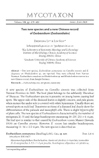 Two New Species and a New Chinese Record of &lt;I