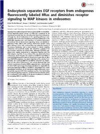 Endocytosis Separates EGF Receptors from Endogenous Fluorescently Labeled Hras and Diminishes Receptor Signaling to MAP Kinases in Endosomes