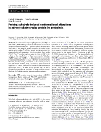 Probing Substrate-Induced Conformational Alterations in Adrenoleukodystrophy Protein by Proteolysis
