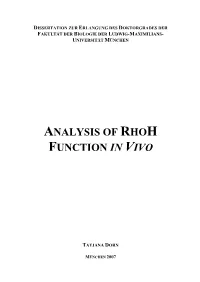 Analysis of Rhoh Function in Vivo