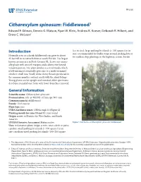 Citharexylum Spinosum: Fiddlewood1 Edward F