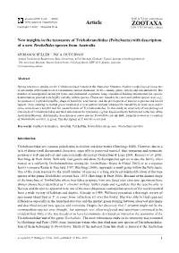 Zootaxa, New Insights in the Taxonomy of Trichobranchidae (Polychaeta