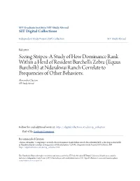 A Study of How Dominance Rank Within a Herd of Resident Burchell’S Zebra (Equus Burchelli) at Ndarakwai Ranch Correlate to Frequencies of Other Behaviors