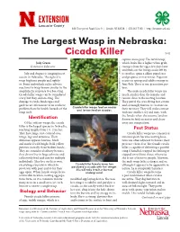 Cicada Killer [363] Capture More Prey