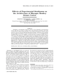 Effects of Experimental Strabismus on the Architecture of Macaque Monkey Striate Cortex