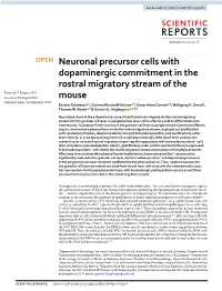 Neuronal Precursor Cells with Dopaminergic Commitment in The