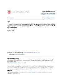 Aerococcus Urinae: Establishing the Pathogenesis of an Emerging Uropathogen