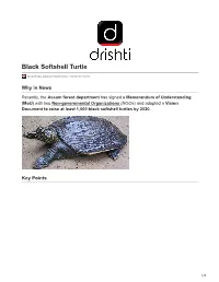 Black Softshell Turtle