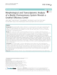 Morphological and Transcriptomic Analysis of a Beetle Chemosensory