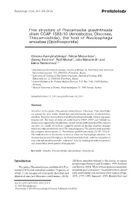 Protistology Fine Structure of Thecamoeba Quadrilineata Strain