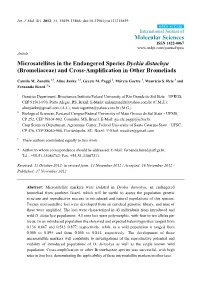 Microsatellites in the Endangered Species Dyckia Distachya (Bromeliaceae) and Cross-Amplification in Other Bromeliads