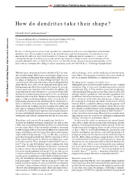 How Do Dendrites Take Their Shape?