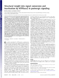 Structural Insight Into Signal Conversion and Inactivation by Ntpdase2 in Purinergic Signaling