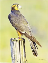 Hunting with the Aplomado Falcon in the U.S