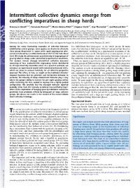 Intermittent Collective Dynamics Emerge from Conflicting Imperatives in Sheep Herds