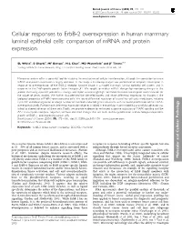 Cellular Responses to Erbb-2 Overexpression in Human Mammary Luminal Epithelial Cells: Comparison of Mrna and Protein Expression