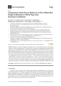 Comparison of the Decay Behavior of Two White-Rot Fungi in Relation to Wood Type and Exposure Conditions
