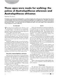 These Apes Were Made for Walking: the Pelves of Australopithecus Afarensis and Australopithecus Africanus Matthew Murdock