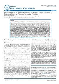 Common Bacterial Blight (Xanthomonas Axonopodis Pv