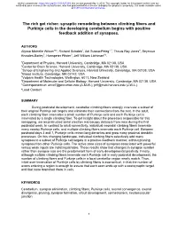 Synaptic Remodeling Between Climbing Fibers and Purkinje Cells in the Developing Cerebellum Begins with Positive Feedback Addition of Synapses