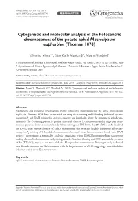 Cytogenetic and Molecular Analysis of the Holocentric Chromosomes of the Potato Aphid Macrosiphum Euphorbiae (Thomas, 1878)