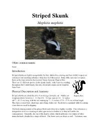 Striped Skunk Mephitis Mephitis