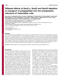 Different Effects of Sec61a, Sec62 and Sec63 Depletion on Transport of Polypeptides Into the Endoplasmic Reticulum of Mammalian Cells
