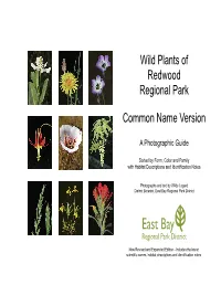 Wild Plants of Redwood Regional Park Common Name Version