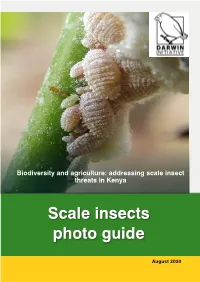 Scale Insects Photo Guide