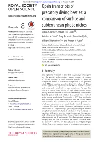 Opsin Transcripts of Predatory Diving Beetles: a Comparison of Surface