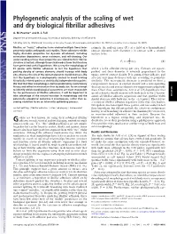 Phylogenetic Analysis of the Scaling of Wet and Dry Biological Fibrillar Adhesives