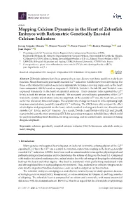 Mapping Calcium Dynamics in the Heart of Zebrafish Embryos With