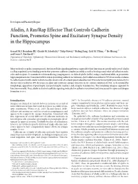 Afadin, a Ras/Rap Effector That Controls Cadherin Function, Promotes Spine and Excitatory Synapse Density in the Hippocampus