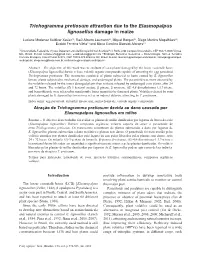 Trichogramma Pretiosum Attraction Due to the Elasmopalpus Lignosellus Damage in Maize