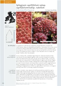 Sphagnum Capillifolium Subsp