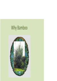 Why Bamboo Focus of This Presentation