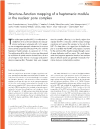 Structure–Function Mapping of a Heptameric Module in the Nuclear Pore Complex