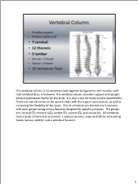 The Vertebral Column Is 33 Vertebrae Held Together by Ligaments and Muscles, with Intervertebral Discs in Between