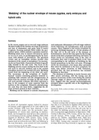 Blebbing' of the Nuclear Envelope of Mouse Zygotes, Early Embryos and Hybrid Cells