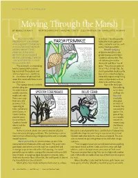 Marsh Periwinkle Habitat for Many Species of and JOURNEY THROUGH Fishes, and Other Animals, Such