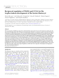 Reciprocal Regulation of TEAD4 and CCN2 for the Trophectoderm Development of the Bovine Blastocyst
