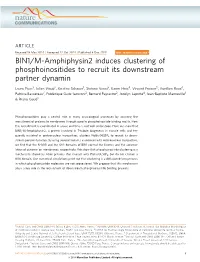 BIN1/M-Amphiphysin2 Induces Clustering of Phosphoinositides to Recruit Its Downstream Partner Dynamin