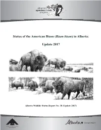 Bison Bison) in Alberta
