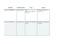 Division Common Name Class Family