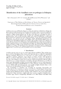 Identification of the Armillaria Root Rot Pathogen in Ethiopian
